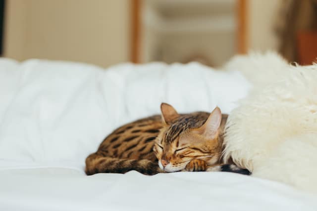 Katze-Bett