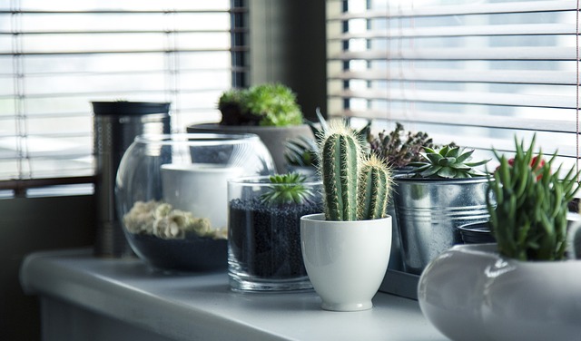 Pflanzen auf dem Fensterbrett - Minimalistisch leben nachhaltig leben minimalismus zero waste