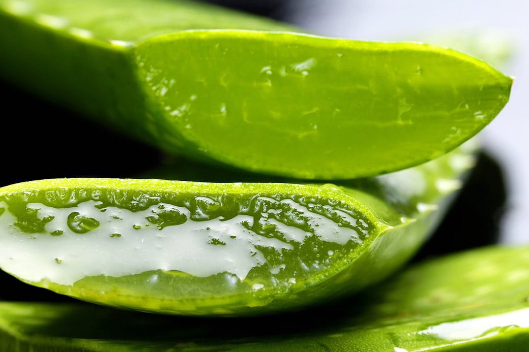 Aloe Vera Pflanze - Natürliche Gesichtspflege ohne Chemie EcoYou