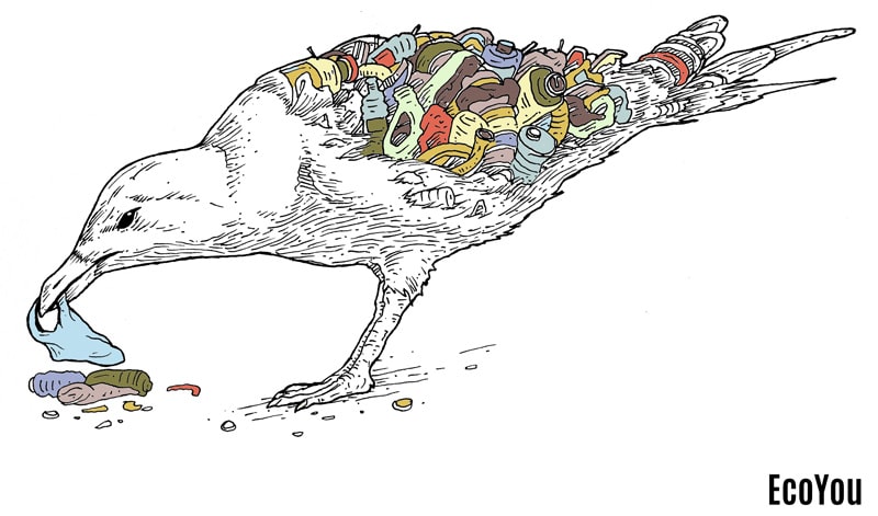 Vogel isst Plastik am Strand Mikroplastik wird Gefahr für Tiere Mikroplastik Gefahr Tier Mensch Umwelt plastikfrei leben ohne Plastik EcoYou Blog Definition Kunststoff