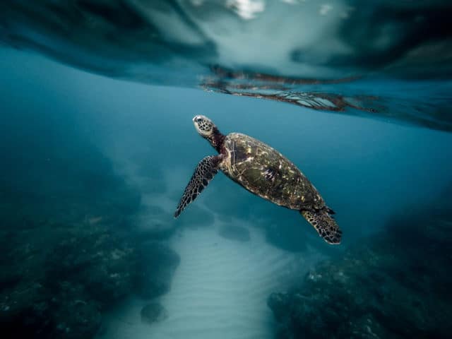 Meer Müll Abfall im Meer Plastikfrei Leben Plastikmüll Schildkröte EcoYou Blog Folgen Fakten Ursachen 