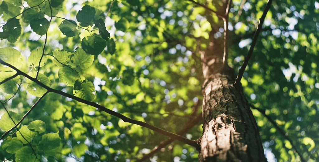baum-2 Bäume pflanzen Wald Plant for the Planet EcoYou Gemüsebeutel Abschminkpads Spenden Nachhaltigkeit