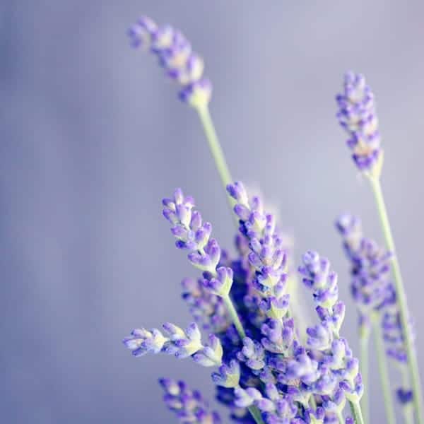 Lavendel Deo Lavendel Deo selber machen DIY Natron Natur Zero Waste Badezimmer EcoYou Bad Tipps Blog