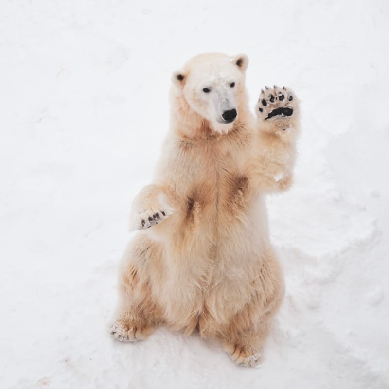 Eisbär – Klimaschutz
