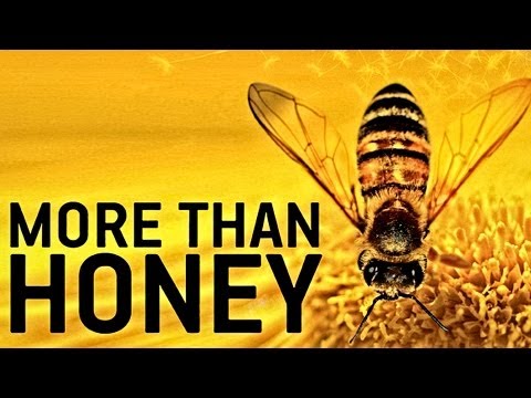 Video-Vorschau
